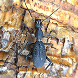 Cypholoba gracilic